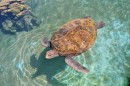 Tortue geante * 768 x 512 * (149KB)